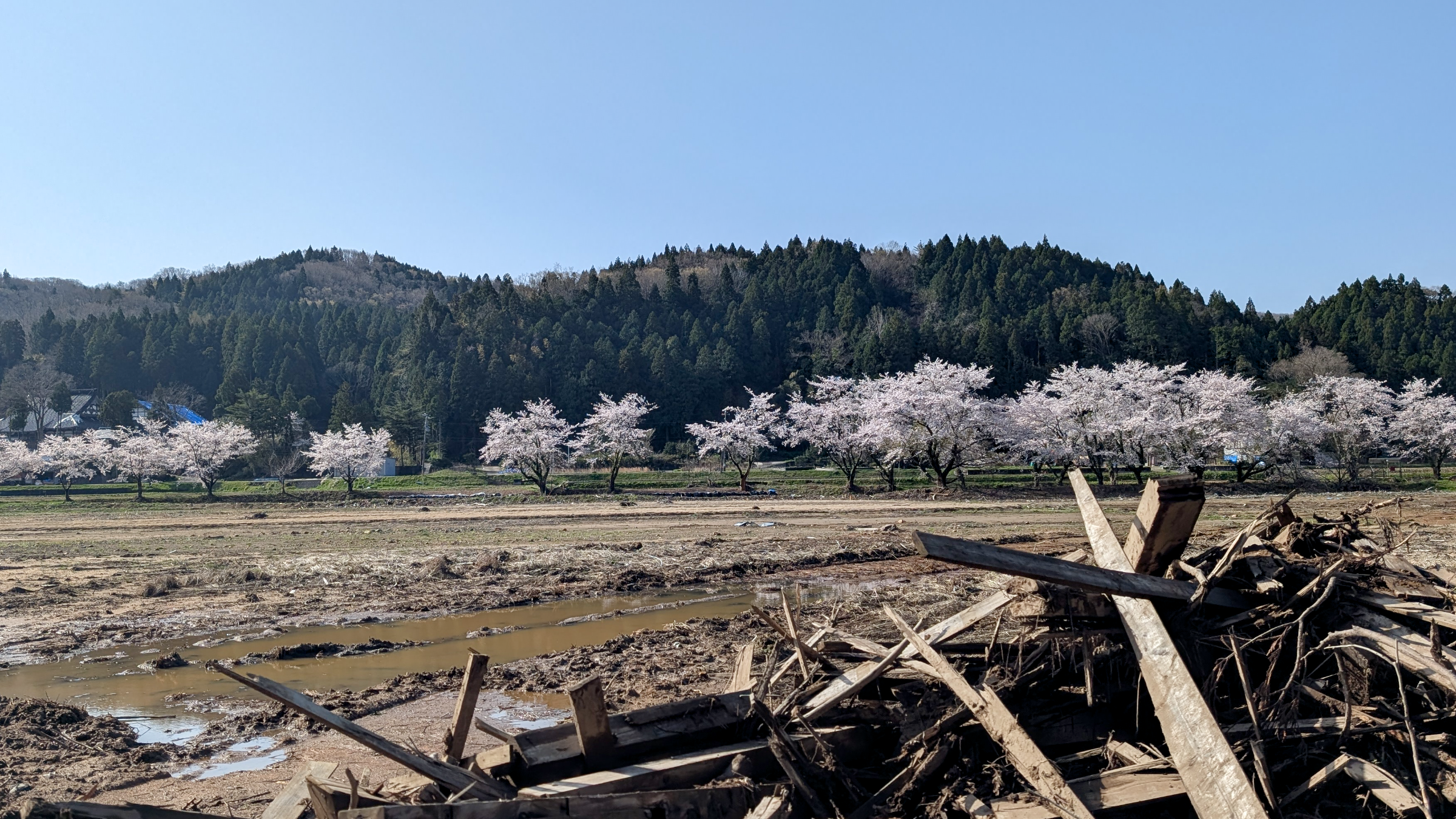 さくらの木の活動風景